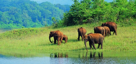 Top Elephant Sanctuaries in India