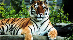 Tiger Safari and The Taj